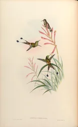 Discura longicauda = Discosura longicauda